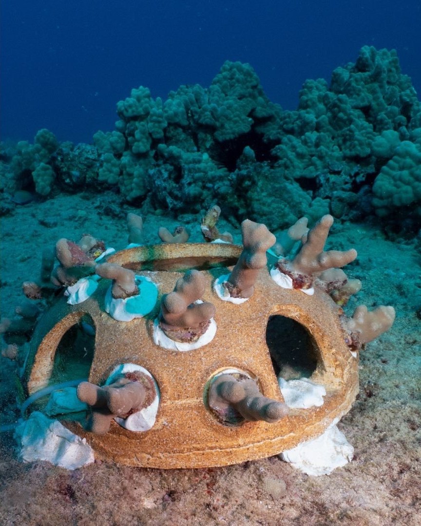 Science and Monitoring — Kuleana Coral Restoration